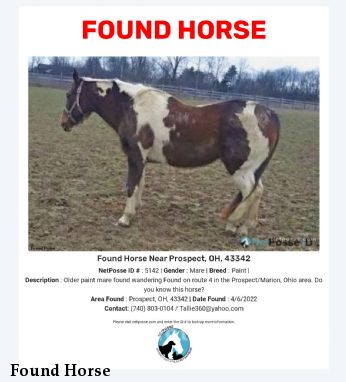 Found Horse
